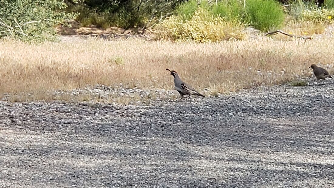 Quail in our campground at Bouse Community Park in Arizona