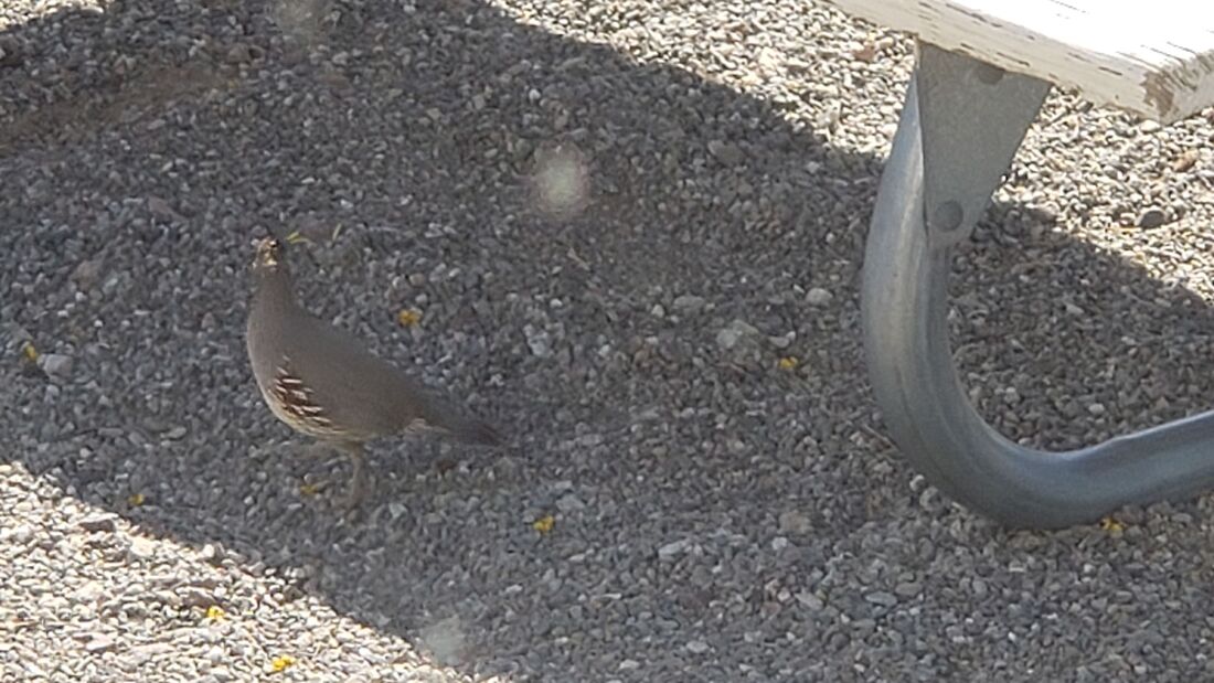 Another Quail at our campsite in Bouse, Arizona