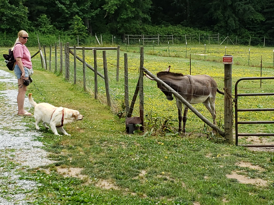 General seizing up the donkey at the Historic Johnson Farm near Asheville NC