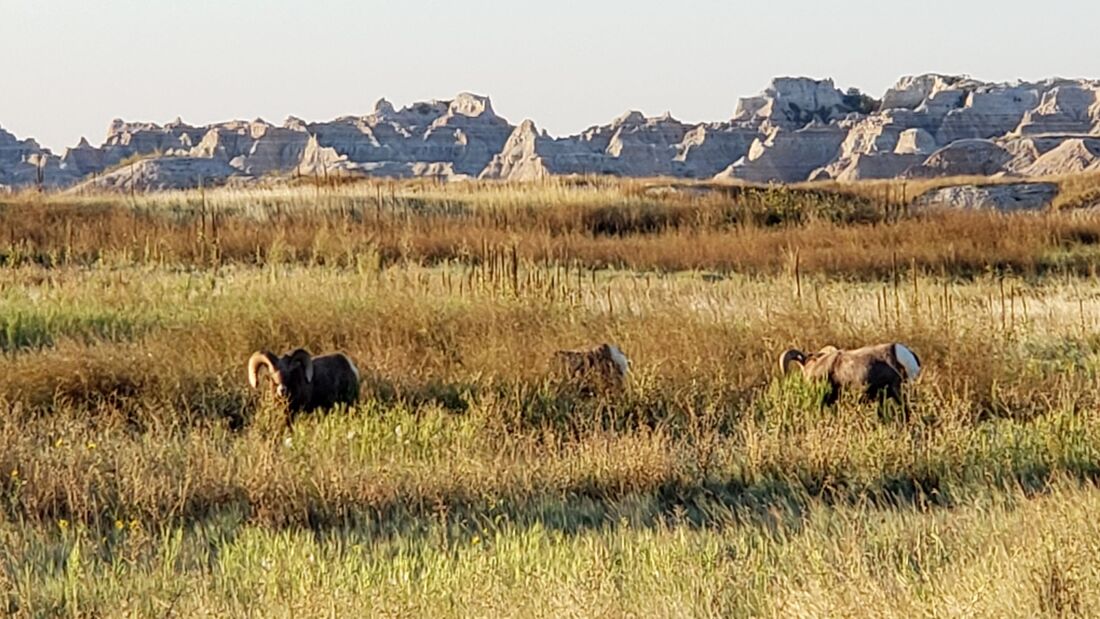 Big Horn Sheep at Badlands National Park in Interior, South Dakota