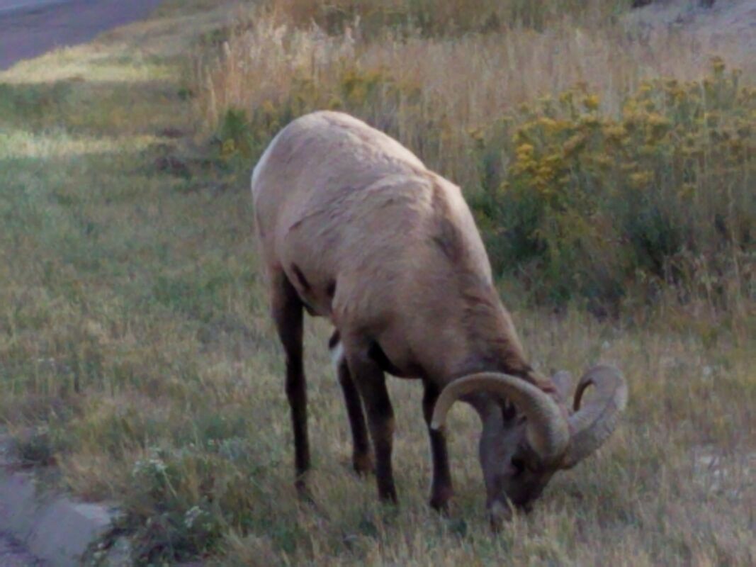 Big Horned Sheep at Badlands National Park in Interior, South Dakota