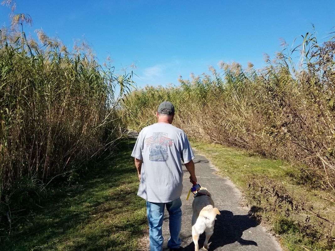 Watching for Alligators on the Wetland Walkway in Sabine National Wildlife Refuge near Lake Charles LA