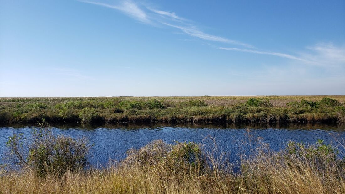 We just saw an Alligator in the canal at Sabine Wildlife Refuge near Lake Charles LA