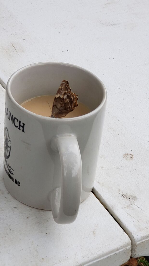 This moth loves coffee!