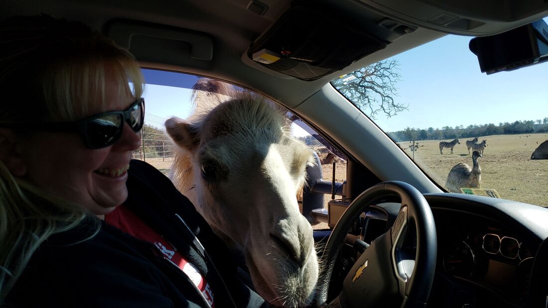 A very hungry camel at Grapeland Safari in Grapeland, Texas