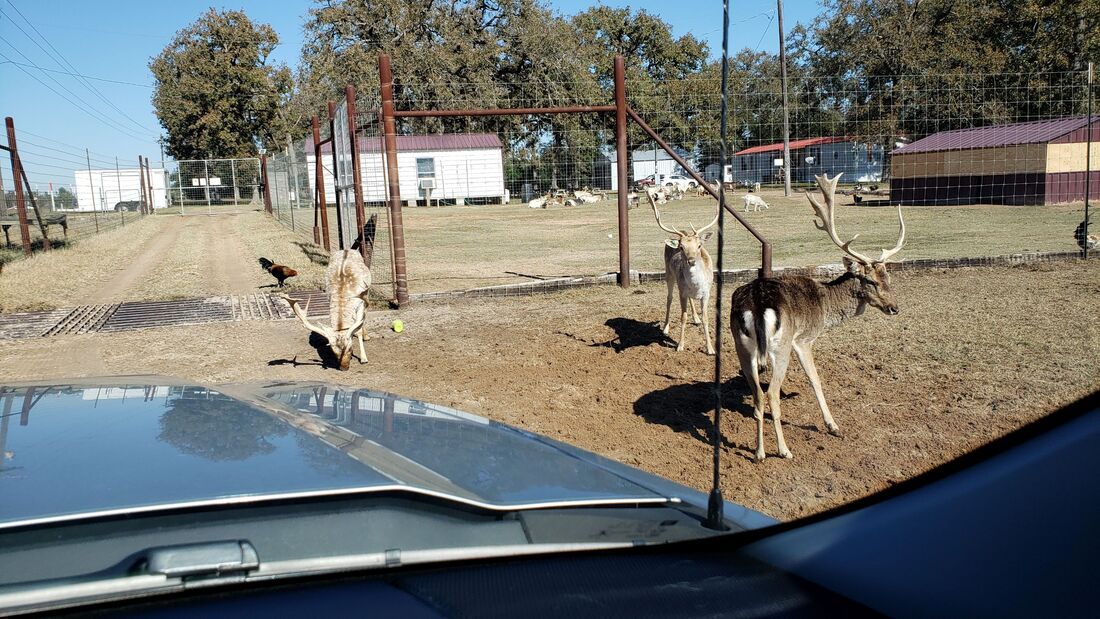 Reindeer at Grapeland Safari in Grapeland, Texas