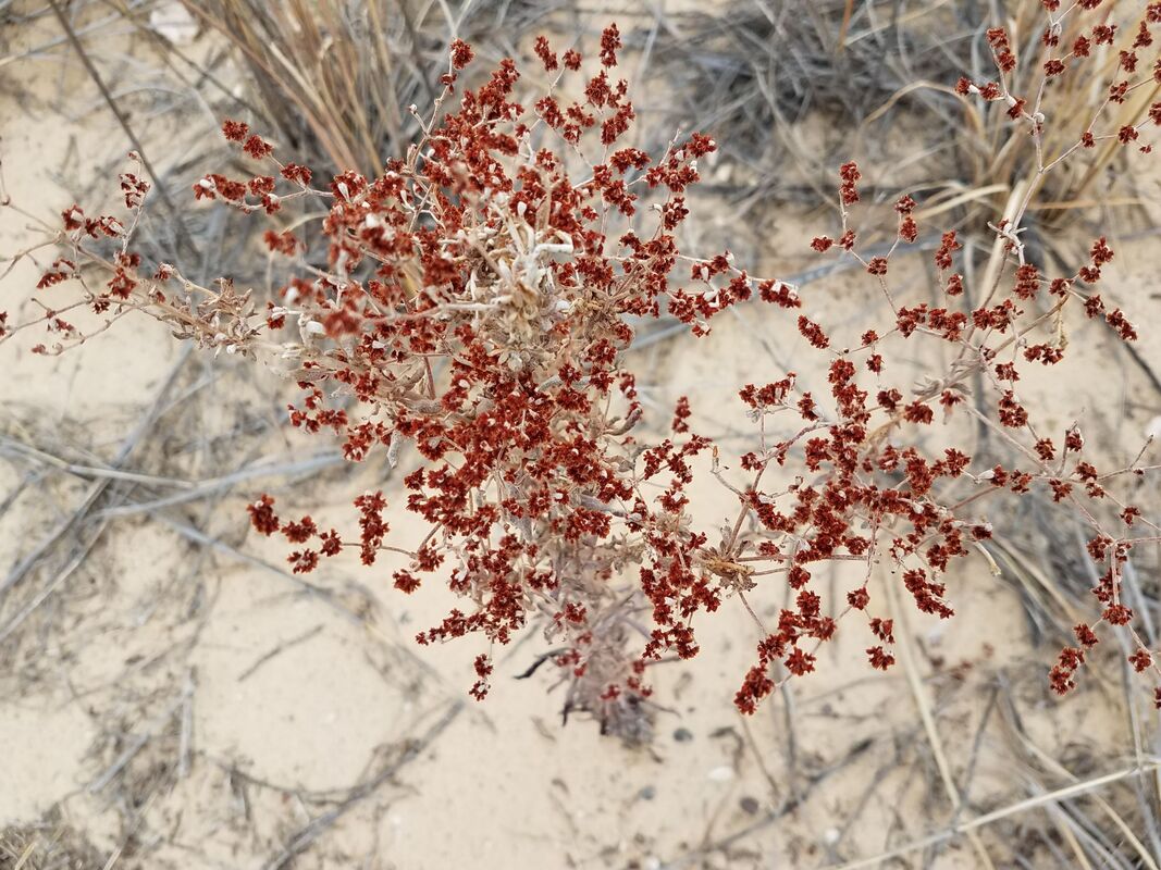 Native plant at Monahans Sandhills State Park in Monahans, Texas