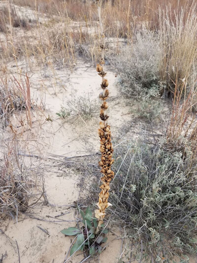 Native plant in Monahans Sandhills State Park in Monahans, Texas