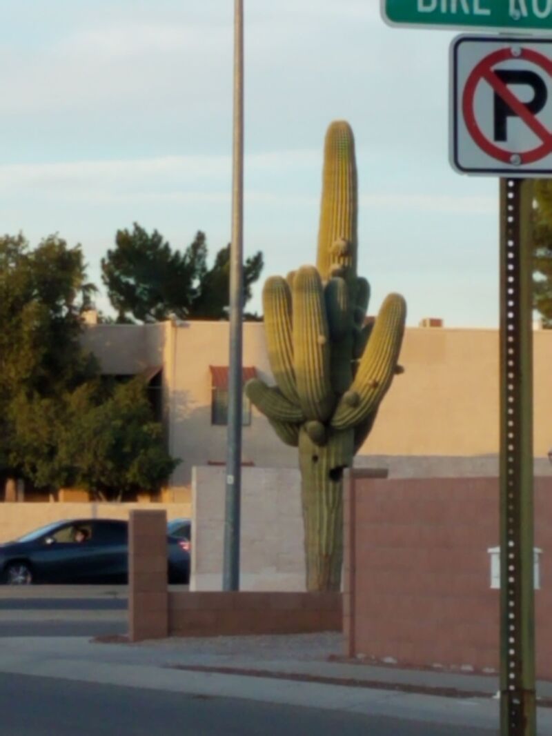 Our first Saguaro Cactus sighting in Tucson, Arizona