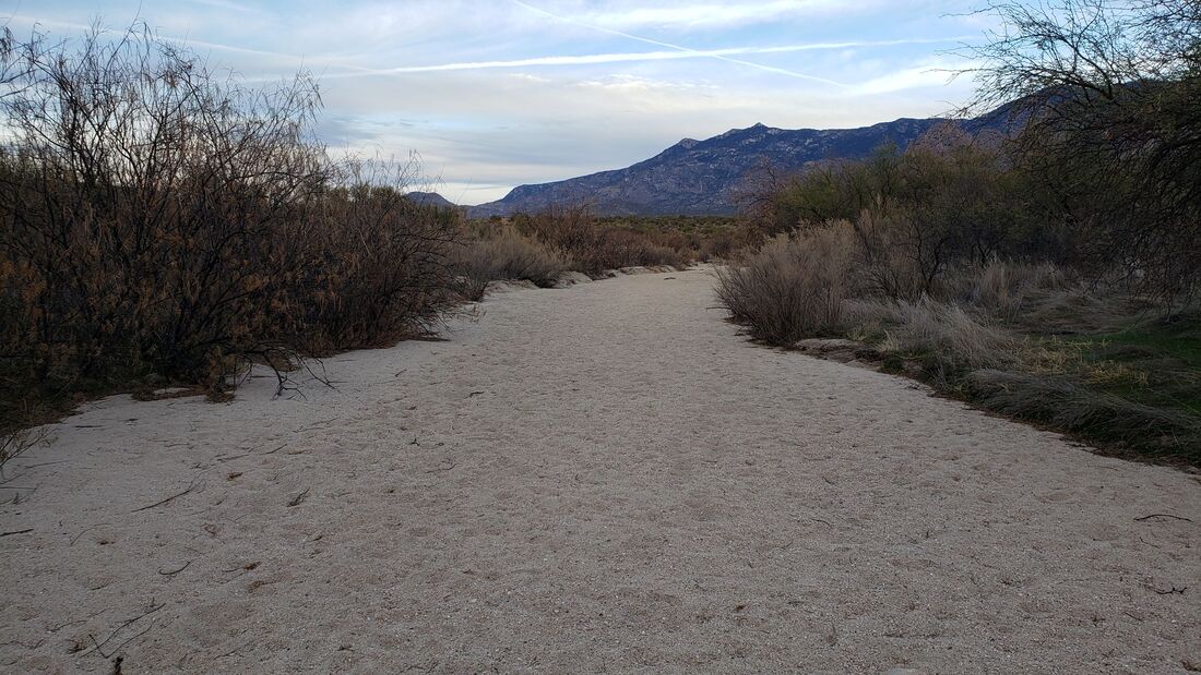 A dry wash at Catalina State Park in Tucson, Arizona