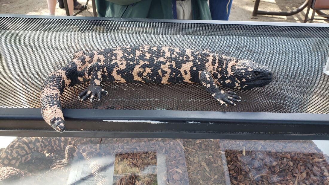 Huge Lizard in Wildlife Presentation at Catalina State Park in Tucson, Arizona