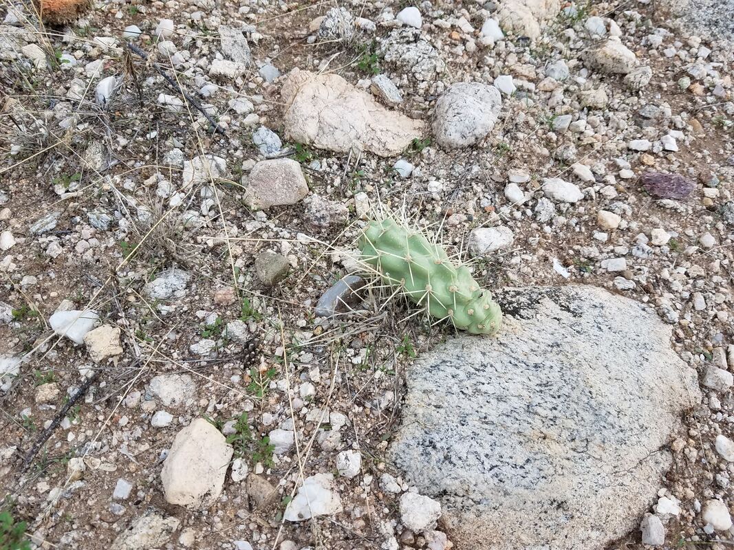 Baby cacti at Catalina State Park in Tucson, Arizona