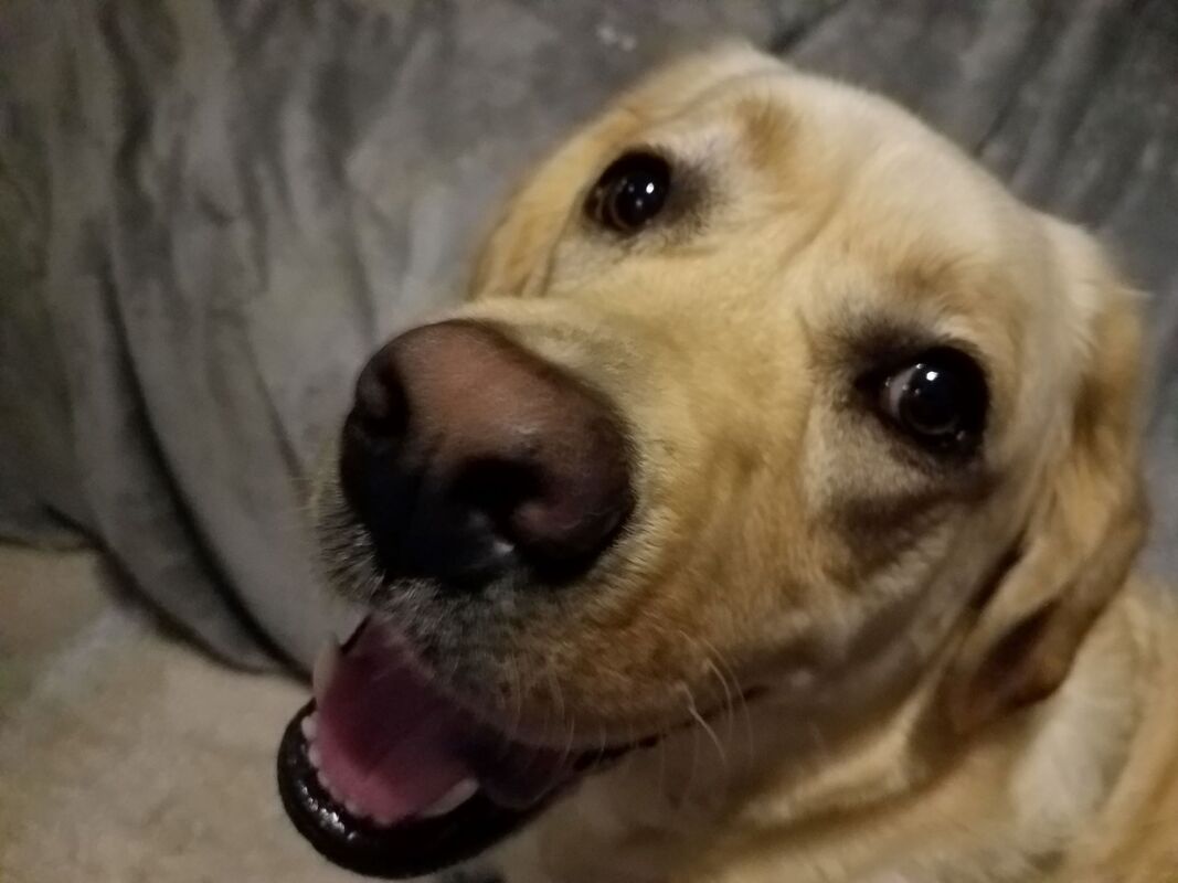 Our Yellow Labrador Retriever, General, is a very happy boy