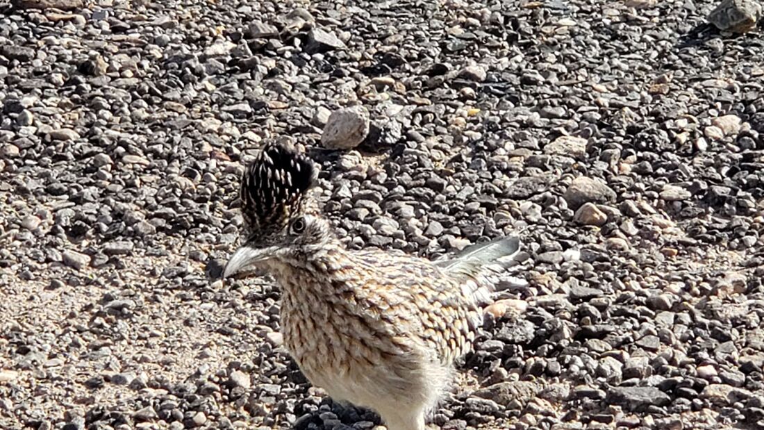 This Roadrunner keeps coming up to our patio looking for food