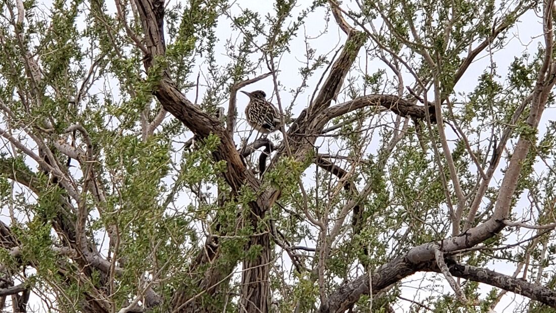 A Roadrunner in a tree in Quartzsite, Arizona