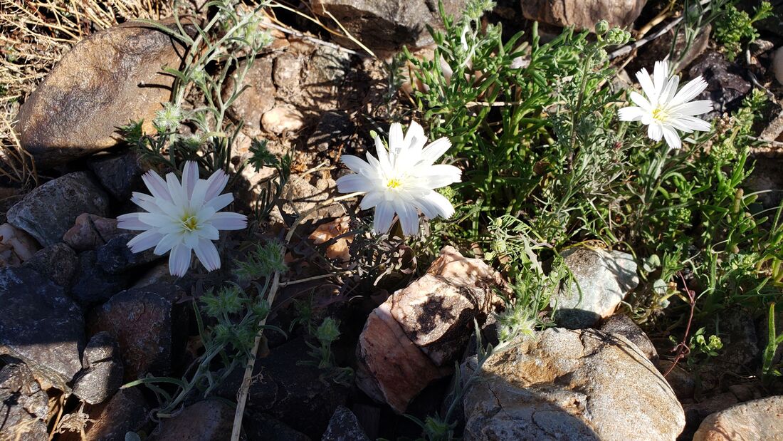 The Desert is starting to bloom in Quartzsite, Arizona