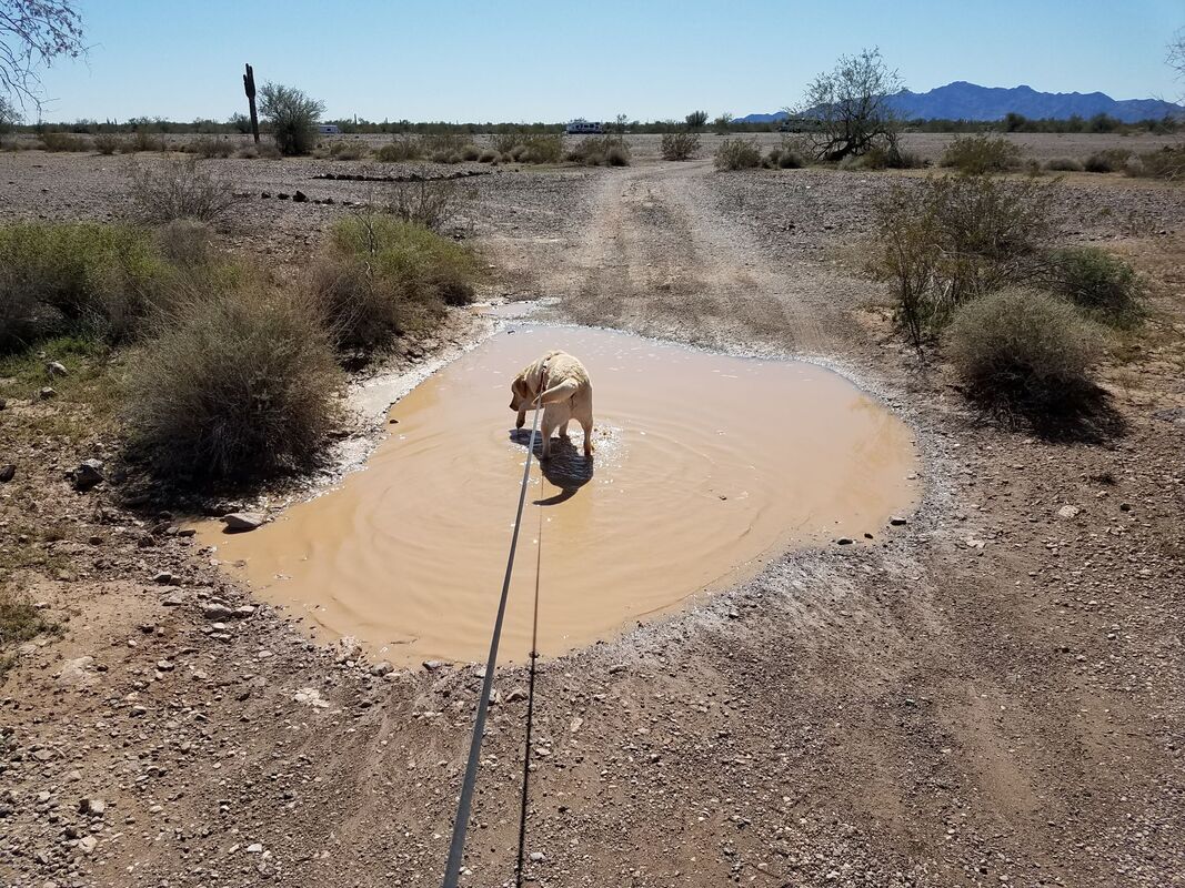 General loves water, even mud puddles!