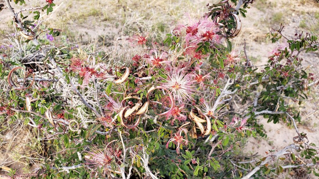 Frilly red flowers in the desert in Quartzsite, Arizona