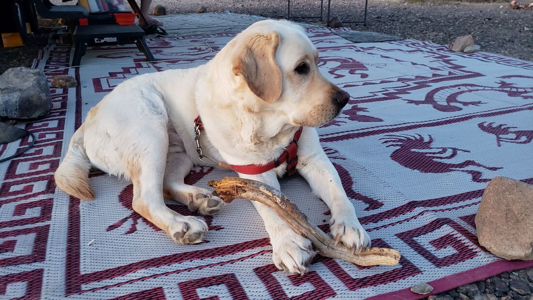 General loves to lay outside in Quartzsite, Arizona