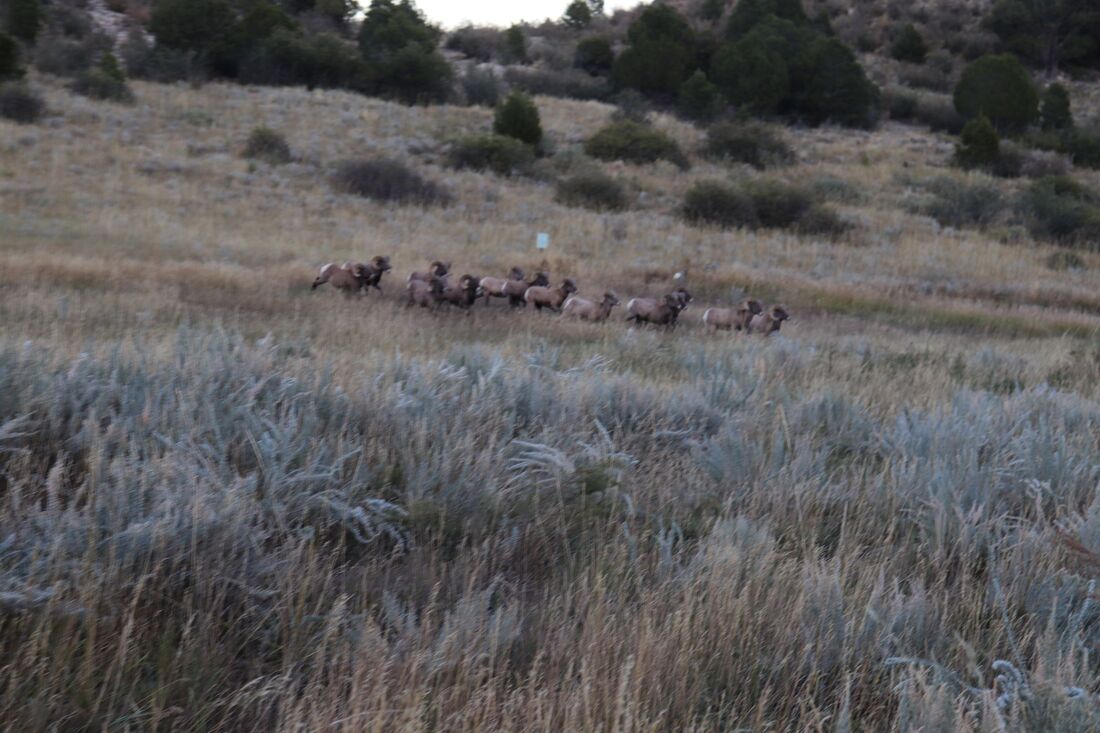 Herd of Big Horn Sheep at Garden of the Gods in Colorado Springs, Colorado