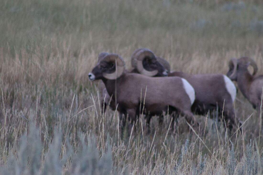 Big Horn Sheep at Garden of the Gods in Colorado Springs, Colorado